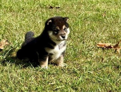 Namu Shiba Inu