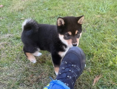 Namu Shiba Inu