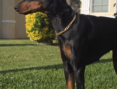 Galaxy Ruby di Lakewood Doberman Pinscher