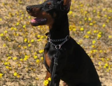 Galaxy Ruby di Lakewood Doberman Pinscher