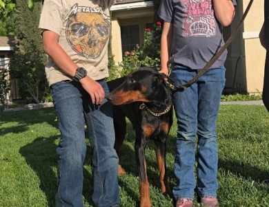 Galaxy Ruby di Lakewood Doberman Pinscher