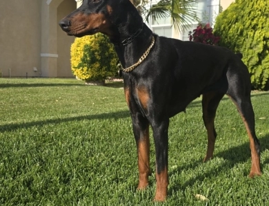 Galaxy Ruby di Lakewood Doberman Pinscher