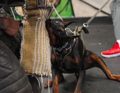 Gaspar Stella Di Fortuna Doberman Pinscher