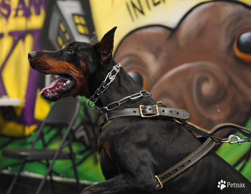 Gaspar Stella Di Fortuna Doberman Pinscher