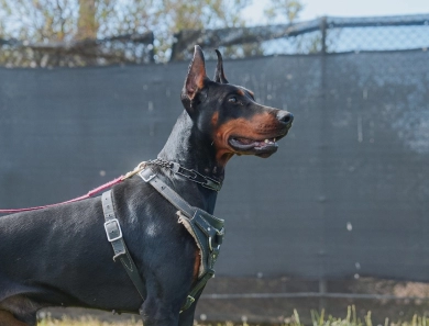 Gaspar Stella Di Fortuna Doberman Pinscher