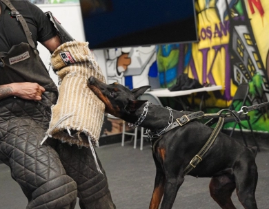 Gaspar Stella Di Fortuna Doberman Pinscher