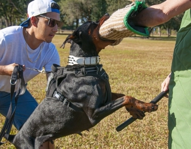 AKC Full Euro AKC Full Euro Doberman Pinscher