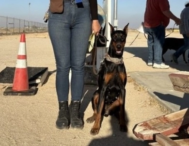 AKC Full Euro AKC Full Euro Doberman Pinscher