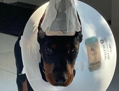 AKC Full Euro AKC Full Euro Doberman Pinscher