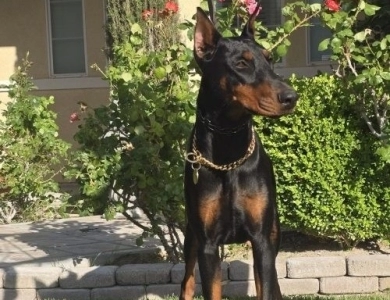 AKC Full Euro AKC Full Euro Doberman Pinscher