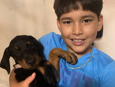 AKC Full Euro AKC Full Euro Doberman Pinscher