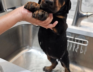 AKC Full Euro  Doberman Pinscher