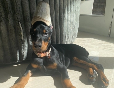 AKC Full Euro AKC Full Euro Doberman Pinscher