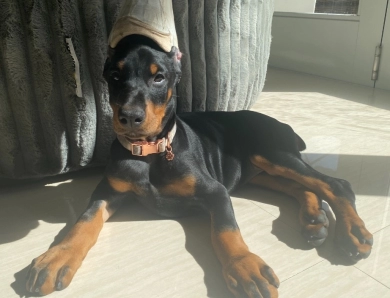 AKC Full Euro  Doberman Pinscher
