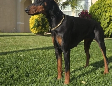 AKC Full Euro  Doberman Pinscher