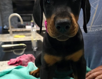 AKC Full Euro  Doberman Pinscher