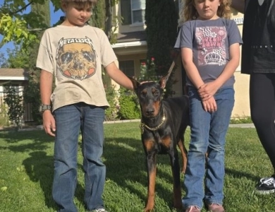 AKC Full Euro  Doberman Pinscher