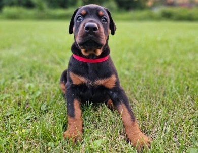 AKC Full Euro AKC Full Euro Doberman Pinscher