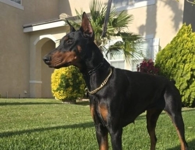 AKC Full Euro AKC Full Euro Doberman Pinscher