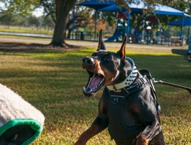 AKC Full Euro AKC Full Euro Doberman Pinscher
