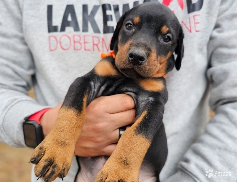 AKC Full Euro  Doberman Pinscher
