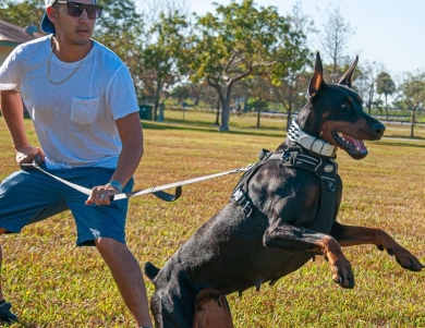 AKC Full Euro  Doberman Pinscher