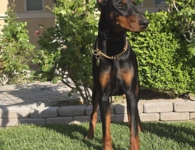 AKC Full Euro  Doberman Pinscher