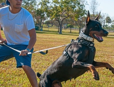 AKC Full Euro AKC Full Euro Doberman Pinscher