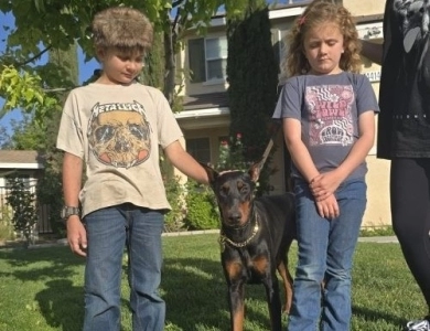 AKC Full Euro AKC Full Euro Doberman Pinscher