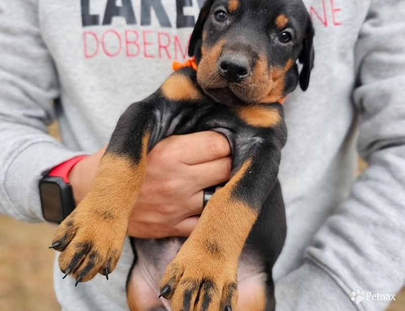 AKC Full Euro  Doberman Pinscher