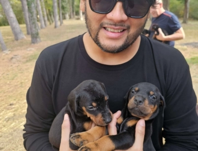 AKC Full Euro  Doberman Pinscher