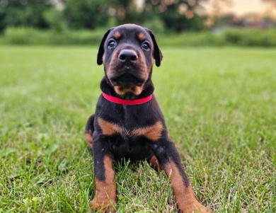 AKC Full Euro  Doberman Pinscher