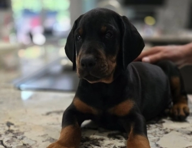 AKC Full Euro AKC Full Euro Doberman Pinscher