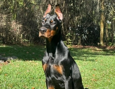 AKC Full Euro AKC Full Euro Doberman Pinscher