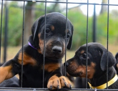 AKC Full Euro AKC Full Euro Doberman Pinscher