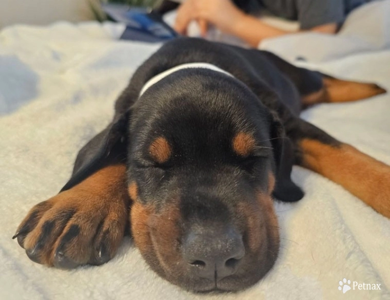 AKC Full Euro  Doberman Pinscher