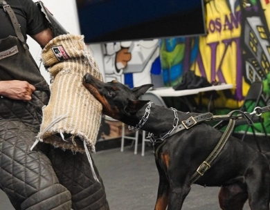 AKC Full Euro AKC Full Euro Doberman Pinscher