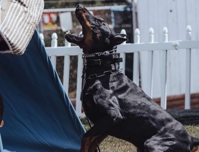 AKC Full Euro AKC Full Euro Doberman Pinscher