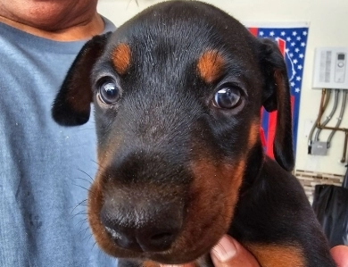 AKC Full Euro AKC Full Euro Doberman Pinscher
