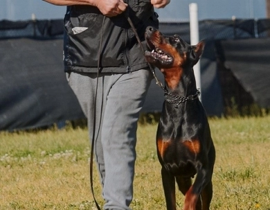 AKC Full Euro AKC Full Euro Doberman Pinscher