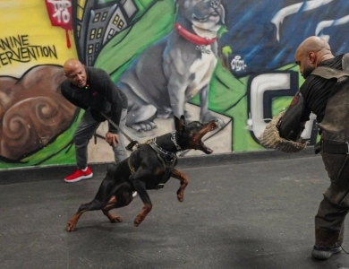 AKC Full Euro AKC Full Euro Doberman Pinscher