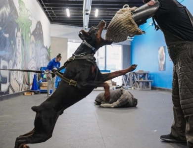 AKC Full Euro AKC Full Euro Doberman Pinscher