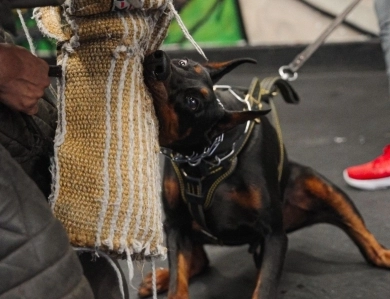AKC Full Euro AKC Full Euro Doberman Pinscher