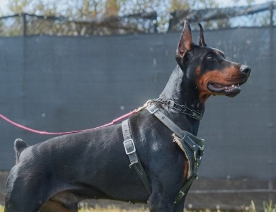 AKC Full Euro AKC Full Euro Doberman Pinscher