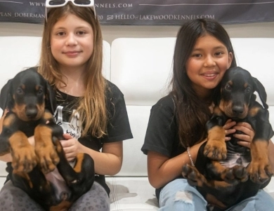 AKC Full Euro AKC Full Euro Doberman Pinscher