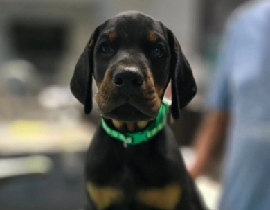 AKC Full Euro AKC Full Euro Doberman Pinscher