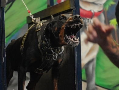 AKC Full Euro AKC Full Euro Doberman Pinscher