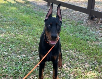 AKC Full Euro AKC Full Euro Doberman Pinscher