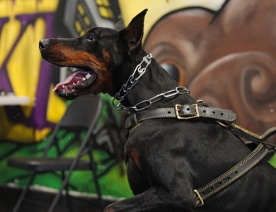 AKC Full Euro AKC Full Euro Doberman Pinscher