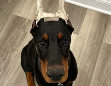 AKC Full Euro AKC Full Euro Doberman Pinscher